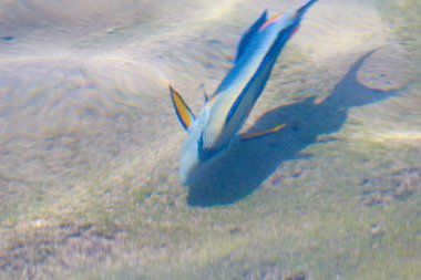 resif balık üstten görünüm su tarafından defocused,