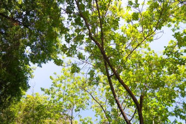 yeşil bir ağaç yaprak aşağıdan gökyüzüne