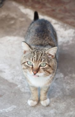 şirin kedi açık havada doğa