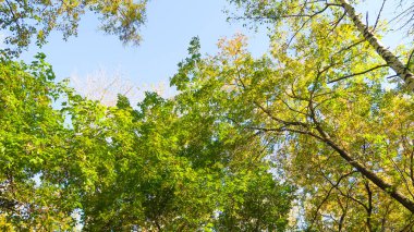 ağaç görünümünü aşağıdan gökyüzüne sonbahar manzara bırakır