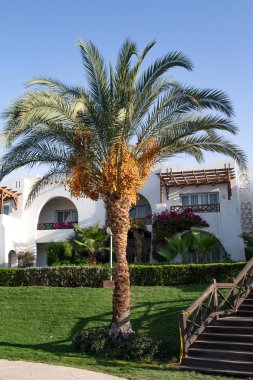 tarihleri bir palmiye ağacı doğa üzerinde büyümek