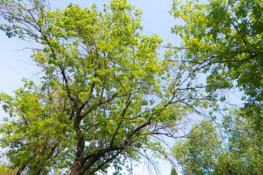 yeşil bir ağaç yaprak aşağıdan gökyüzüne