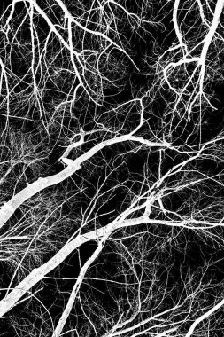 ağaç dalları siluet siyah arka plan üzerine beyaz