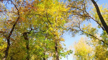 ağaç görünümünü aşağıdan gökyüzüne sonbahar manzara bırakır