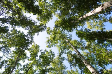 orman manzaralı aşağıdan gökyüzüne huş ağacı