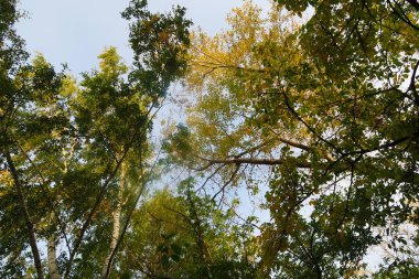 güzel sonbahar orman manzara doğa