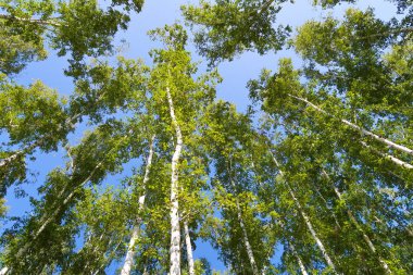 orman manzaralı aşağıdan gökyüzüne huş ağacı