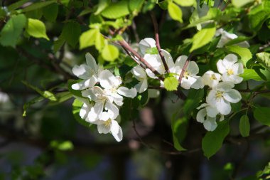 elma ağacı çiçek Peyzaj doğal