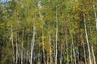 Sonbahar Orman Manzara Doğa