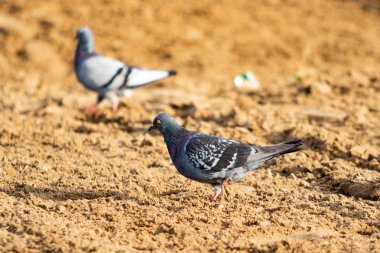 kum yabani güvercin