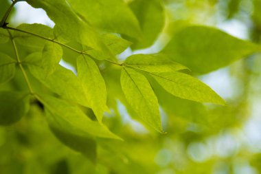 Sonbahar Orman, yaprak döken ağaçlar, peyzaj