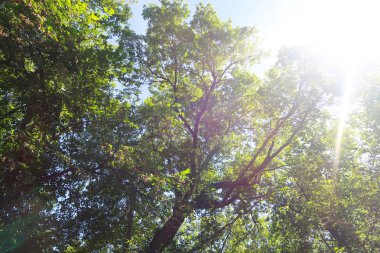 yeşil ağaçların altındaki mavi gökyüzü görünümü karşı
