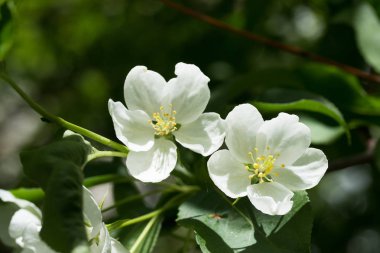 beyaz çiçekler apple yakın çekim doğa manzara