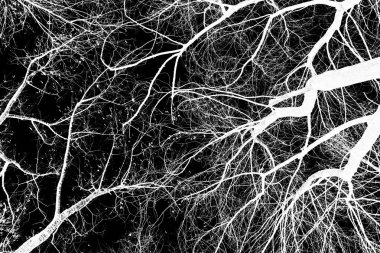 ağaç dalları siluet siyah arka plan üzerine beyaz