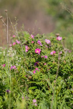 vahşi rose hips manzara yakın çekim
