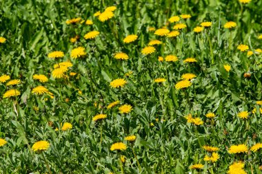 manzara, sarı karahindiba çiçek yeşil çim bahar