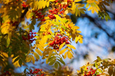 bir ağacın rowanberry kartopu sonbaharın kırmızı meyveler
