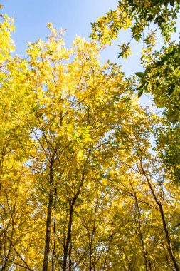 ağaç görünümünü aşağıdan gökyüzüne sonbahar manzara bırakır