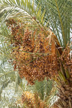 tarihleri bir palmiye ağacı doğa üzerinde büyümek