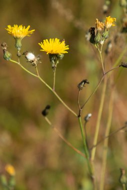 sarı çiçek alan karahindiba