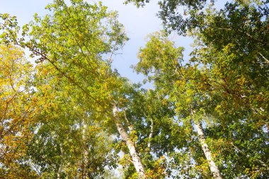 huş ağacı orman manzaralı gökyüzüne Sonbahar Doğa