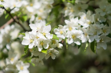 elma ağacı çiçek Peyzaj doğal