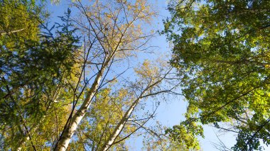 ağaç görünümünü aşağıdan gökyüzüne sonbahar manzara bırakır