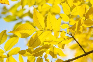 Sonbahar Orman, yaprak döken ağaçlar, peyzaj