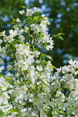 elma ağacı çiçek Peyzaj doğal