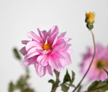 parlak çiçekler doğaya yakın çekim