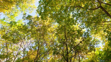 ağaç görünümünü aşağıdan gökyüzüne sonbahar manzara bırakır