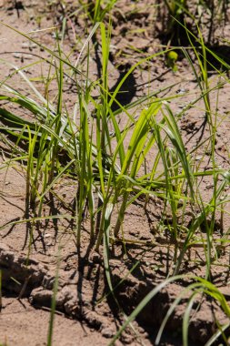 güzel çiçek gül doğa arka plan