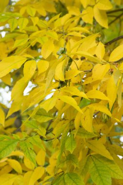 Sonbahar Orman, yaprak döken ağaçlar, peyzaj