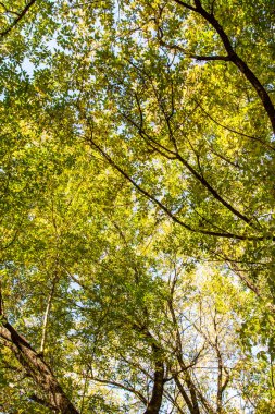 ağaç görünümünü aşağıdan gökyüzüne sonbahar manzara bırakır