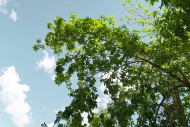 Aşağıdan yeşil orman bahar bakış bulutlar içine