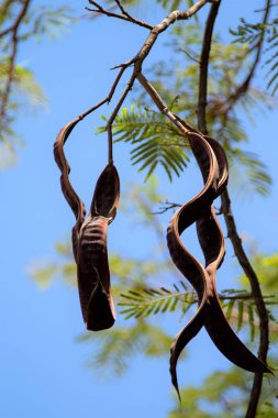 akasya ağacı gökyüzü