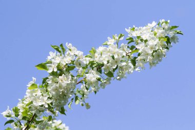 elma ağacı çiçek Peyzaj doğal