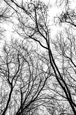 Beyaz arkaplanda ağaç dalları silueti
