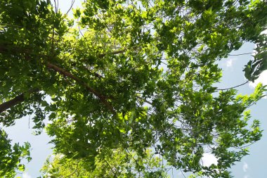 Aşağıdan yeşil orman bahar bakış bulutlar içine