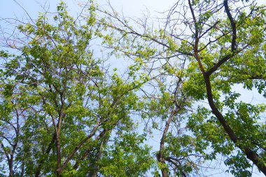 yeşil bir ağaç yaprak aşağıdan gökyüzüne