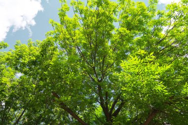 Aşağıdan yeşil orman bahar bakış bulutlar içine