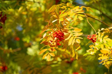 bir ağacın rowanberry kartopu sonbaharın kırmızı meyveler