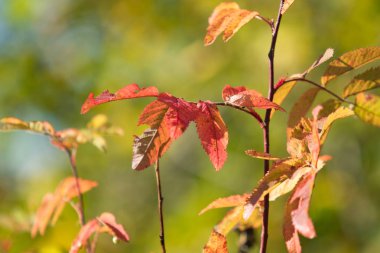 Sonbahar Orman, yaprak döken ağaçlar, peyzaj