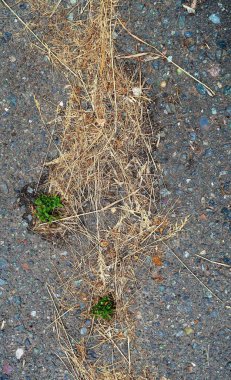 Asfalt zemin üzerine sarı çim