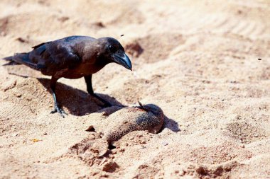 karga yiyecek bulmak kum plaj