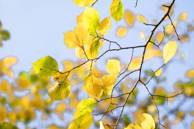 yakın çekim manzara sonbahar sarı ve yeşil yaprak