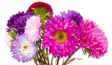 Beyaz arka plan üzerinde izole aster çiçekler