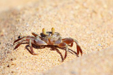 burrows kum üzerinde kum yengeç