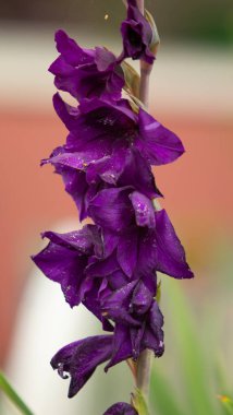 parlak çiçekler doğaya yakın çekim