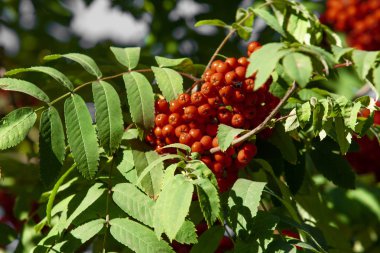 bir ağacın rowanberry kartopu sonbaharın kırmızı meyveler